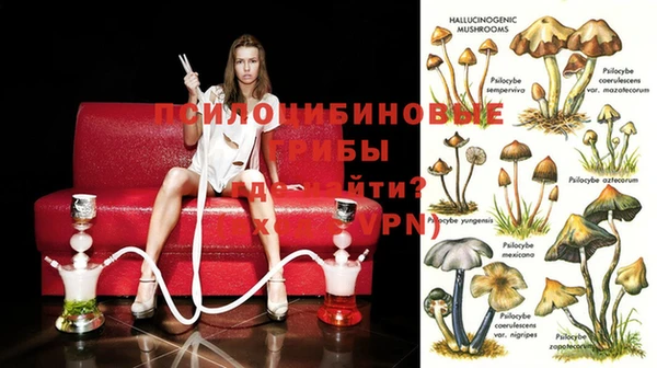 крисы Алзамай